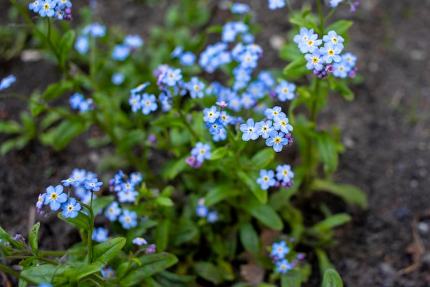 Blaue Blumen im Frühling im Blumenbeet im Frühling