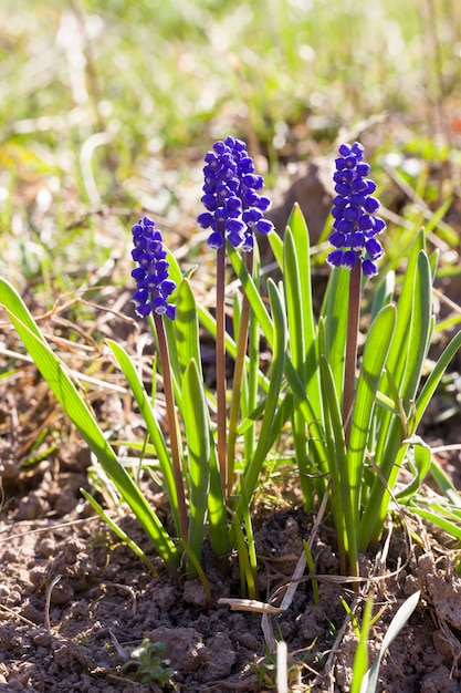 Foto blaue blumen im frühling