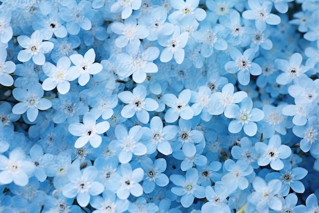 blaue Blumen im Garten
