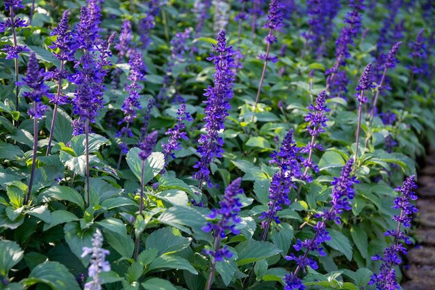 blaue Blumen im Garten