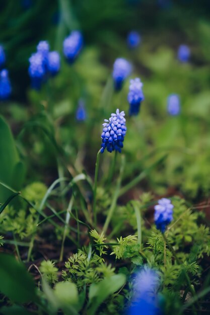 Blaue Blumen im Gras