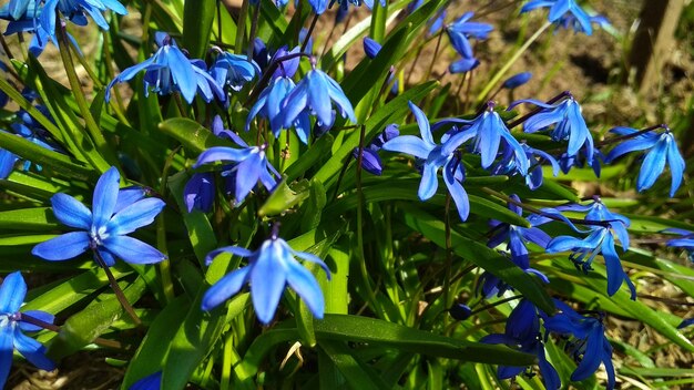 Blaue Blumen im grünen Garten