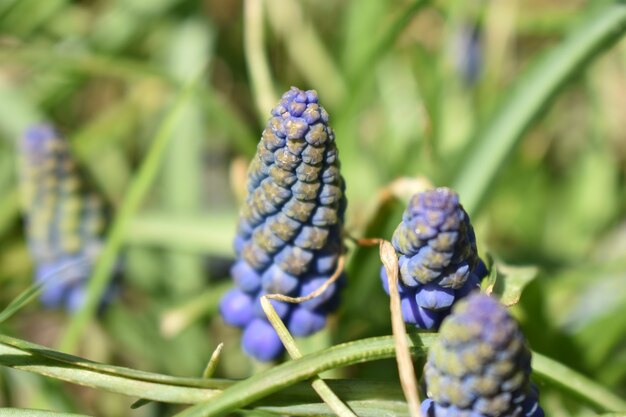 Blaue Blumen im grünen Garten