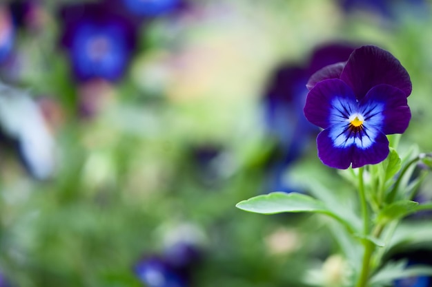 Blaue Blumen Stiefmütterchen Makro Frühling Sommer dekorative Blumen Blumen Platz für Text