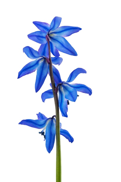 Blaue Blumen vor einem weißen Hintergrund