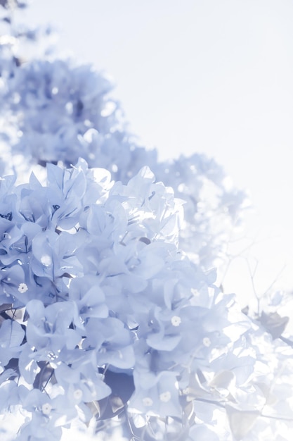 Blaue Blumenkomposition
