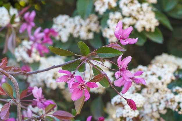 Blaue Blumentapete mit weißen Blumen unscharfem Hintergrund