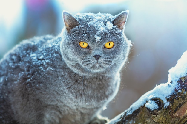 Blaue britische Kurzhaarkatze, die im Schneesturm auf dem schneebedeckten Baum sitzt