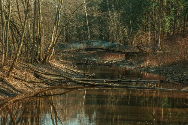 Blaue Brücke über den Fluss im Wald im Frühjahr