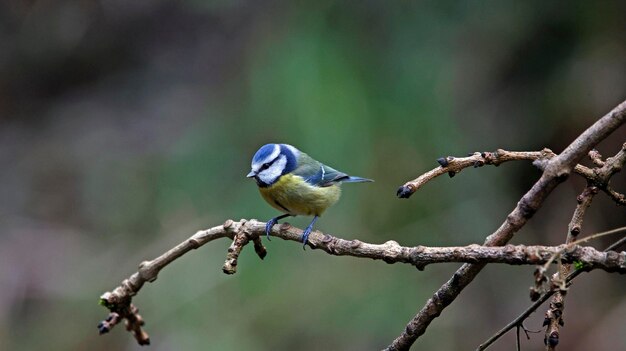 Blaue Brüste, die sich im Wald ernähren