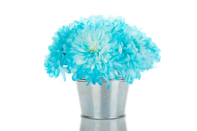 Blaue Chrysanthemen in einem Eimer