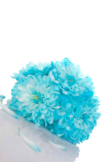 Blaue Chrysanthemen