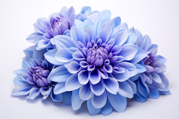 Blaue Chrysanthemenblume