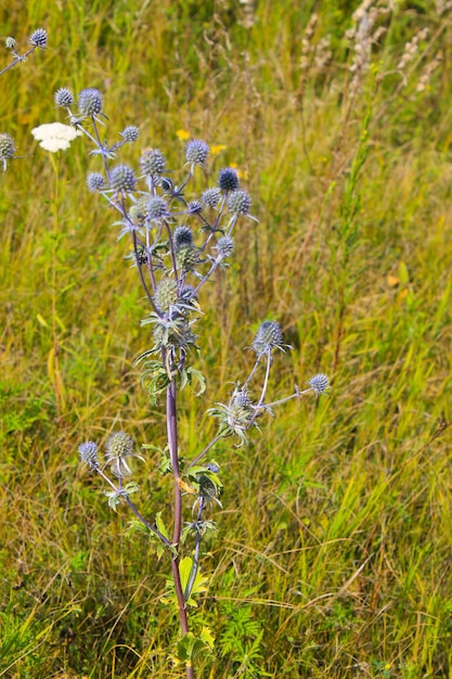 Blaue Distelblumen auf der Wiese