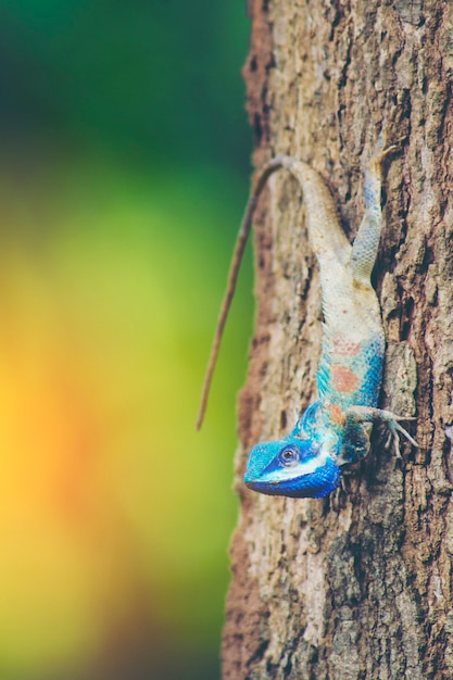 Blaue Eidechse mit großen Augen in geschlossenen Details