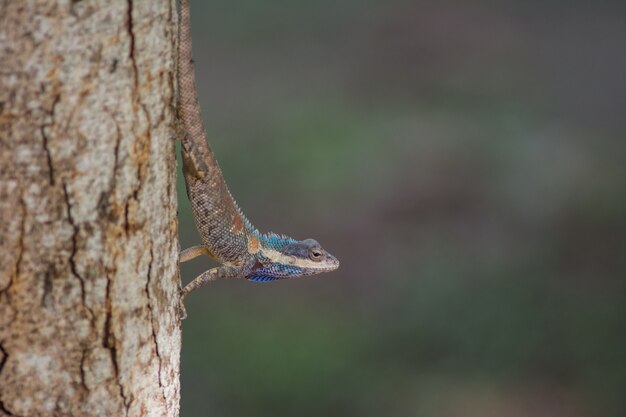 Blaue Eidechse mit Haube im tropischen Wald, Thailand