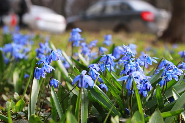 Blaue erste Blüte im Frühjahr