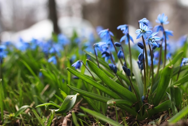 Blaue erste Blüte im Frühjahr