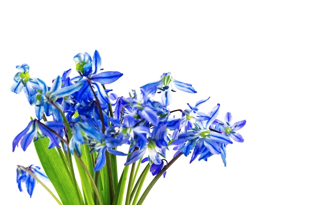 Blaue erste Frühlingsblumen Scilla Squill Schneeglöckchen Bluebell Bouquet isoliert auf weißem Hintergrund