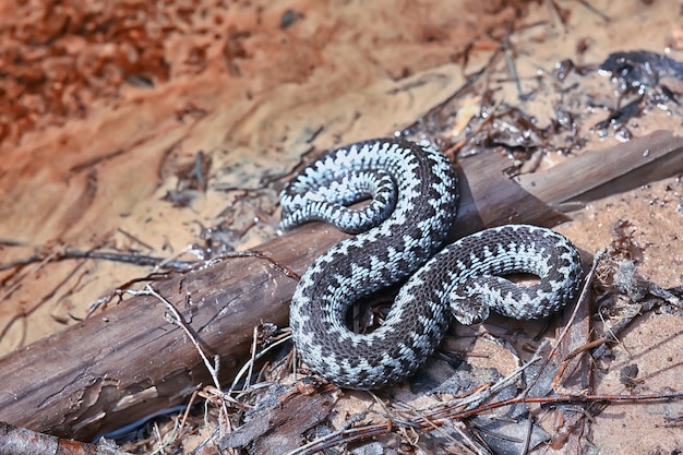 blaue europäische viper, gestreifte giftige gefährliche schlange natur wild