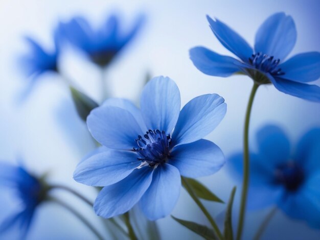 Foto blaue farbe blumen hintergrund