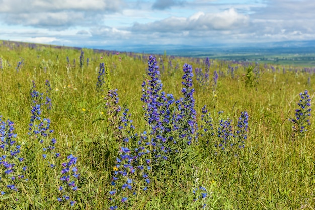 Blaue Feldblume gegen die Himmelnahaufnahme. Blaue Feldblume.