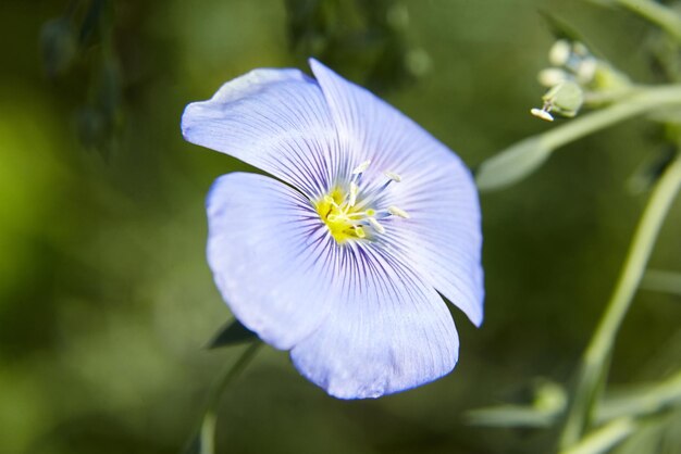 Foto blaue flachsblüte