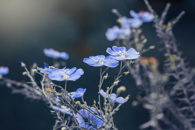 Blaue Flachsblumen auf blauem Hintergrund