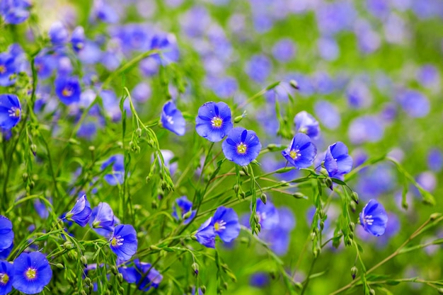 Blaue Flachsblumen bilden einen Blumenhintergrund