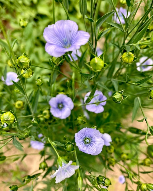 Blaue Flachsblumen im Garten.