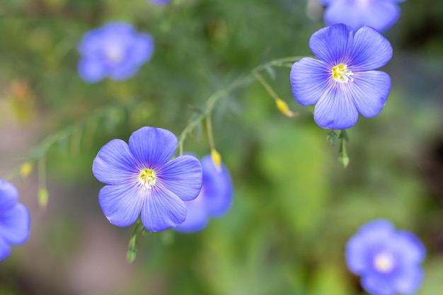 Blaue Flachsblumennahaufnahme auf einem unscharfen Hintergrund