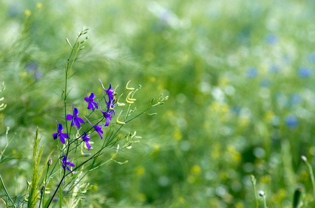 Blaue Frühlingsblume auf dem Feld