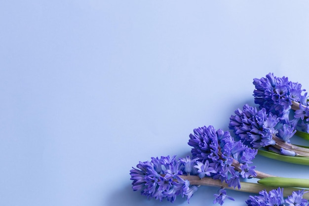 blaue Frühlingsblumen auf blauem Hintergrund