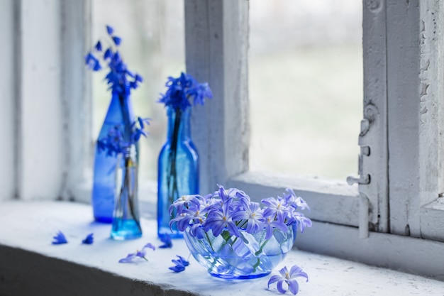 Blaue Frühlingsblumen auf Fensterbank