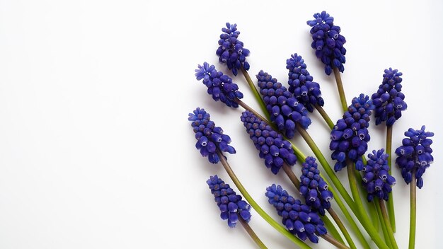 Blaue Frühlingsblumen auf weißem Hintergrund Muscari armeniacum auf weißem Hintergrund Helle Postkarte Glückwünsche Platz kopieren Stilleben flach lag Armenische Traubenhyazinthe