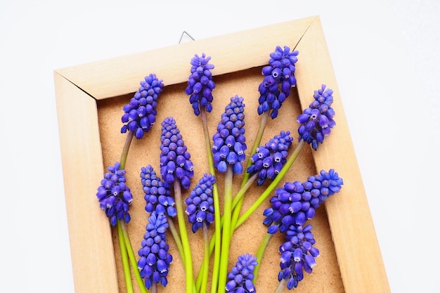 Blaue Frühlingsblumen auf weißem Hintergrund Muscari armeniacum Helle Postkarte Glückwünsche Textfreiraum Stillleben flach lag Armenische Traubenhyazinthe Fotorahmen aus Pappe und Holz