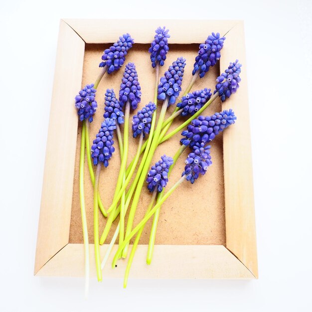 Blaue Frühlingsblumen auf weißem Hintergrund Muscari armeniacum Helle Postkarte Glückwünsche Textfreiraum Stillleben flach lag Armenische Traubenhyazinthe Fotorahmen aus Pappe und Holz