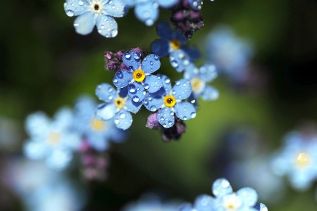 Blaue Frühlingsblumen