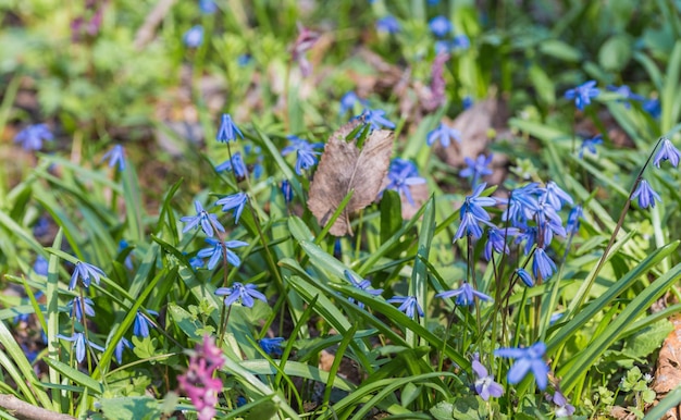 Blaue Frühlingsglockenblumen wachsen