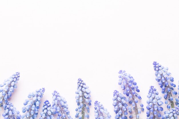 Blaue Frühlingsmuscariblumen