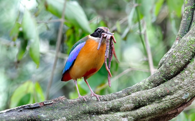 Blaue geflügelte schöne Vögel Pitta Pitta moluccensis von Thailand