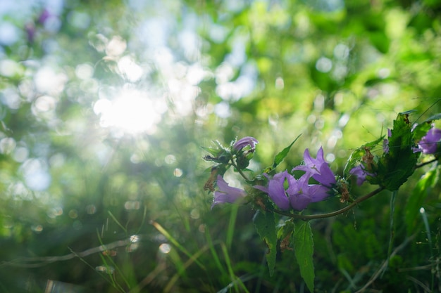 Blaue Glocke blüht in der Sonne. Schönes Wiesenfeld mit Wildblumen hautnah.