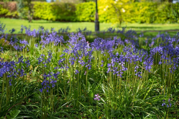 Blaue Glocken Frühlingsblumen in den Wäldern vieler europäischer Länder
