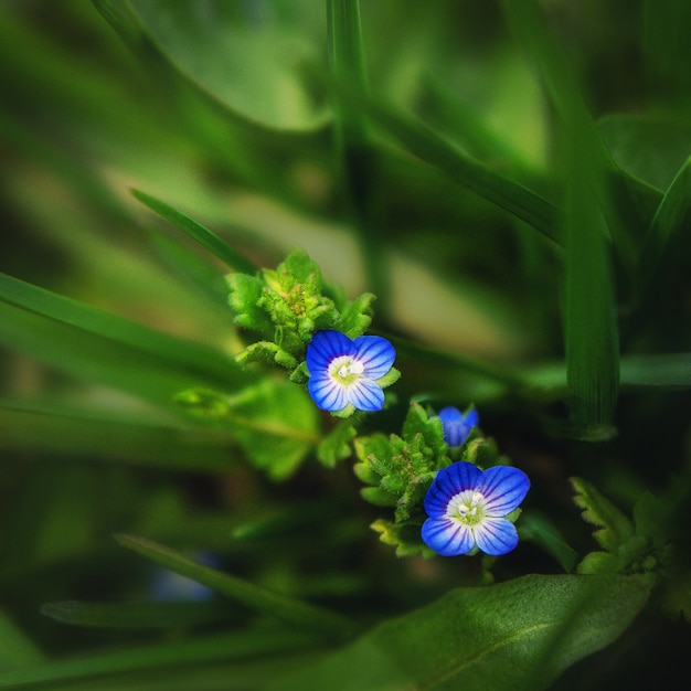 Blaue helle Wildblumennahaufnahme auf einem grünen Hintergrund. Makro.