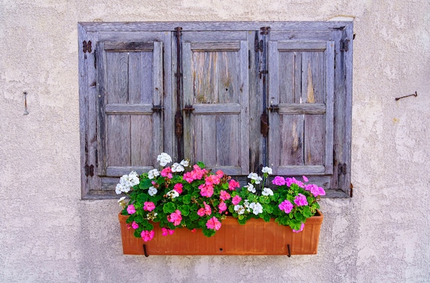 Blaue Holzfenster mit bunten Blumentöpfen im Retro-Look.