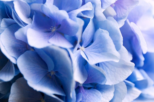 Blaue Hortensie