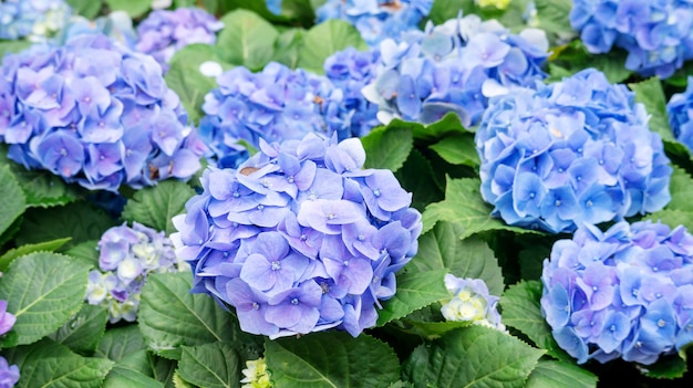 Blaue Hortensieblume in einem Garten.