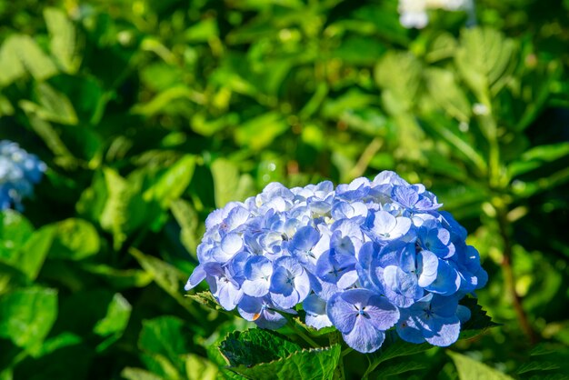 Blaue Hortensieblumen