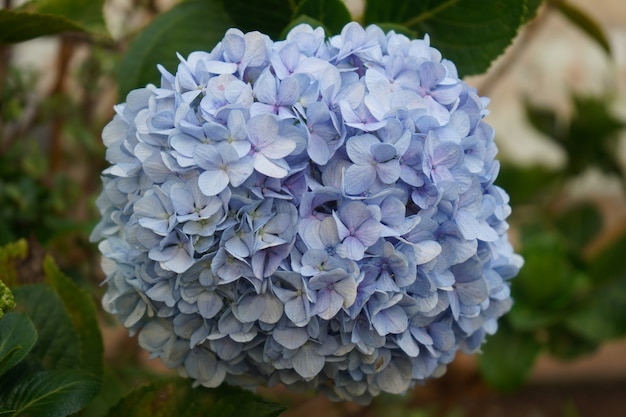 blaue Hortensienblüte im Garten