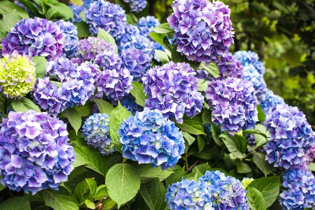 Blaue Hortensienblüten am Strauch im Blumengarten